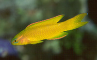 Assessor flavissimus, Yellow devilfish: aquarium