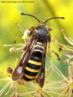 Pennisetia hylaeiformis - Raspberry Clearwing Moth