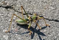 Saga natoliae