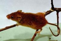 Image of: Micromys minutus (Eurasian harvest mouse)