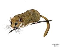 Image of: Muscardinus avellanarius (hazel dormouse)