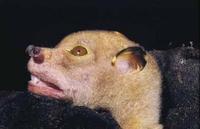 Image of: Nyctimene rabori (Philippine tube-nosed fruit bat)