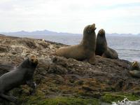 Image of: Zalophus californianus (California sea lion)