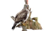 Buteo buteo - Buzzard