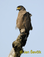 Spilornis cheela - Crested Serpent-Eagle
