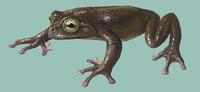 Image of: Plectrohyla hartwegi