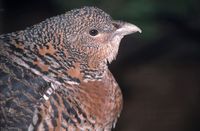 Tetrao urogallus - Western Capercaillie