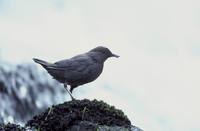 Cinclus mexicanus - American Dipper