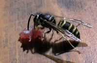 Image of: Vespula