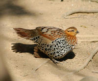 Image of: Bambusicola fytchii (mountain bamboo-partridge)