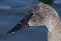 Image of: Cygnus buccinator (trumpeter swan)