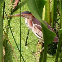 Image of: Ixobrychus exilis (least bittern)