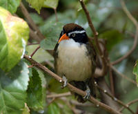 Image of: Pomatorhinus ferruginosus (coral-billed scimitar babbler)