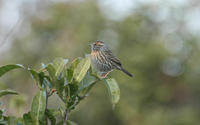 Image of: Prunella strophiata (rufous-breasted accentor)