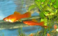 Xiphophorus hellerii - Green Swordtail