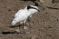 Image of: Threskiornis melanocephalus (black-headed ibis)