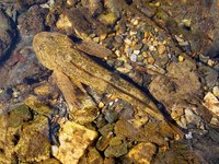 Cottus gobio - European Bullhead