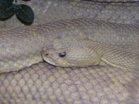 Crotalus basiliscus