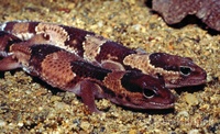 Hemitheconyx caudicinctus