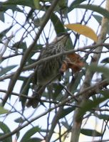 Streaky-breasted Honeyeater - Meliphaga reticulata