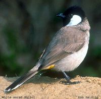 White-eared Bulbul - Pycnonotus leucotis