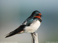 Barn Swallow - Hirundo rustica