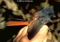Blue-headed Fantail - Rhipidura cyaniceps