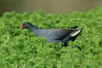 Dusky Moorhen