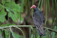 Turkey Vulture (Cathartes aura) photo