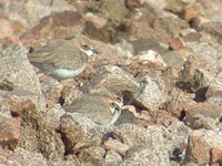 Greater Sandplover - Charadrius leschenaultii