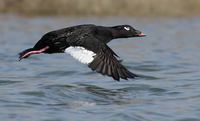 White-winged Scoter (Melanitta fusca) photo