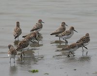 Western Sandpiper - Calidris mauri