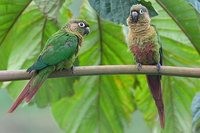 Maroon-bellied Parakeet - Pyrrhura frontalis