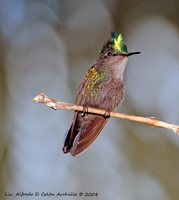 Antillean Crested Hummingbird - Orthorhyncus cristatus