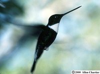 Collared Inca - Coeligena torquata