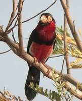 Bearded Barbet - Lybius dubius