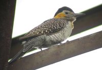 Campo Flicker - Colaptes campestris