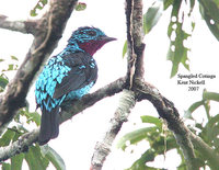 Spangled Cotinga - Cotinga cayana