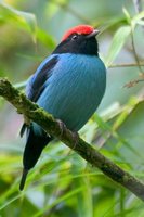 Blue Manakin - Chiroxiphia caudata