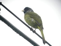 Collared Finchbill - Spizixos semitorques