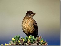 Austral Thrush - Turdus falcklandii