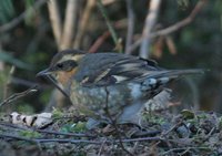 Varied Thrush - Ixoreus naevius