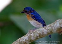 Bornean Blue-Flycatcher - Cyornis superbus