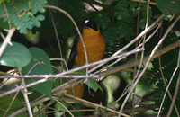 Snowy-crowned Robin-Chat - Cossypha niveicapilla