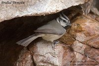 Bridled Titmouse - Baeolophus wollweberi