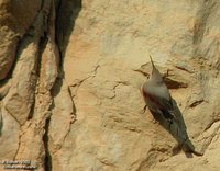 Wallcreeper - Tichodroma muraria