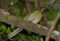 Eastern Olive-Sunbird - Cyanomitra olivacea