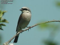 Red-backed Shrike - Lanius collurio