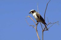 White-crowned Shrike - Eurocephalus anguitimens