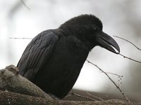 Large-billed Crow - Corvus macrorhynchos